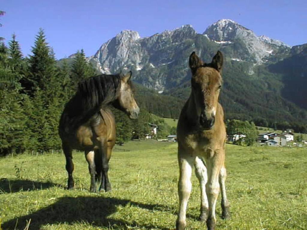 Schoerghof Абтенау Екстериор снимка
